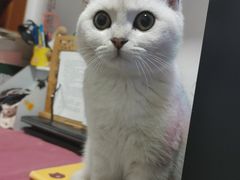 -东方名猫馆·英短金渐层布偶猫舍(环线广场1号楼店)