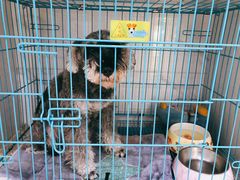 -萌兽医馆·宠物医院·猫骨科(创景店)