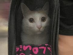 -格蕾宠物医院24H·猫科·肿瘤科·骨科中心(福州总院)