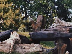 -北京野生动物园