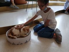 -飞行喵MR PILOT|猫舍·猫咖(静安大融城店)