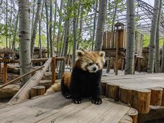 -北京野生动物园