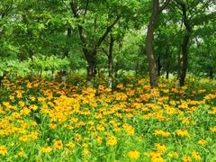 -蒲河岛湿地公园
