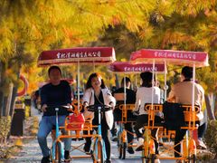 -合肥滨湖国家森林公园