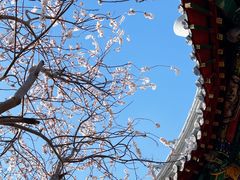 -桃花堤公园