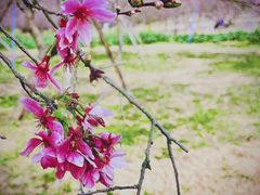 -天适樱花悠乐园