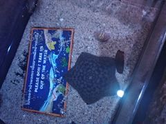 -暹罗海洋世界