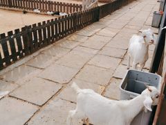 -秦皇岛野生动物园