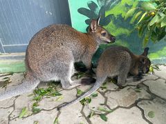 -西霞口神雕山野生动物世界