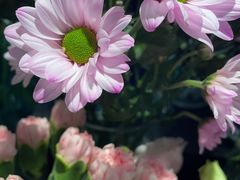 -证大大拇指广场(芳甸路店)