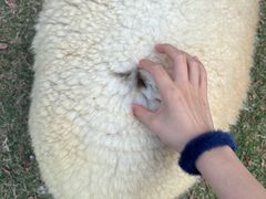 -神户市立六甲山牧场