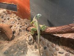 -上海大自然野生昆虫馆(东方明珠·爬宠昆虫探索中心)