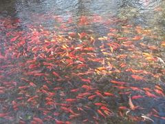 鱼群-水磨沟公园