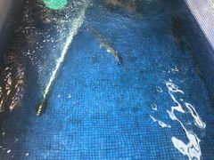 -鸿渡渔庄·特色鸭咀鱼