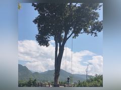 -大树秋千