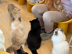 -有喵·猫咖·狗咖·30几只猫10只小狗(岗厦店)