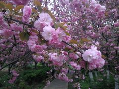 -洛阳市隋唐城遗址植物园
