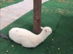 -萌宠亲子动物乐园(槐房万达店)