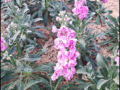 -松山湖梦幻百花洲