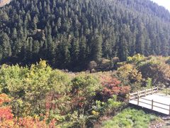 -九寨沟-树正沟