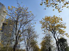 -洲头咀公园