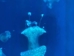 -福州罗源湾海洋世界旅游区