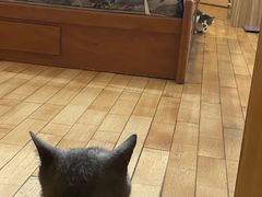 -瑞派名望志远动物医院·猫科·內科·异宠专科(直港大道店)