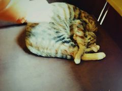 -猫的天空之城概念书店(杭州南宋御街店)