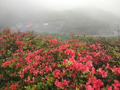 -大围山国家森林公园