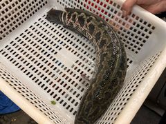 -胖子鱼·天水麻辣鱼火锅(秦州407店)