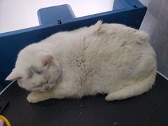 -四月宠物医院·猫专科·心脏专科·内科(转塘店)