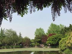 -嘉定紫藤园