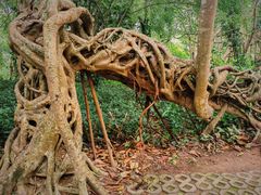 -中国科学院西双版纳热带植物园