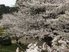 -武汉大学-樱园