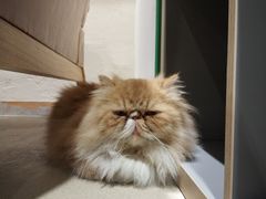 -藏猫猫咖啡主题馆(中央大道店)