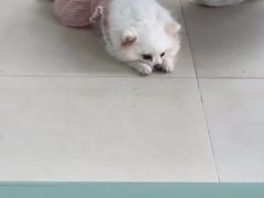 -怪兽屋·羊驼·猫咖·狗咖(俊华广场店)