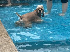 -汪说喵讲宠物乐园宠物酒店(红星美凯龙店)