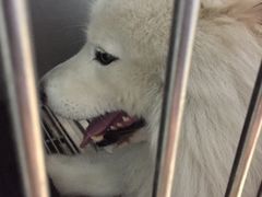 -瑞派·关忠动物医院·猫专科·犬专科(三环新城店)