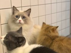 -松果猫咖(桐乡吾悦金街店)