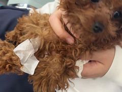 -北京赛佳动物医院