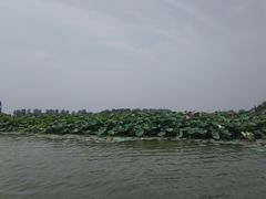 -白洋淀景区