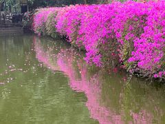 -西双版纳原始森林公园