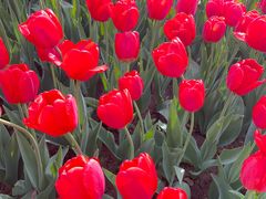 -石家庄市植物园