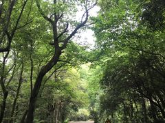 -午潮山国家森林公园