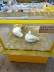 -神奇动物撸宠馆·羊驼·小浣熊·异宠(豫园店)