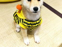 -逗柴咖啡屋·狗咖猫咖宠物桌游