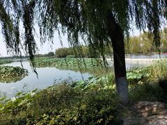 -白洋淀景区