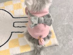 -Bastet sally猫舍购宠(静安店)