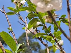 -南国桃园旅游度假区