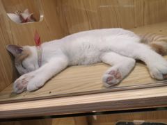 -屋虎猫馆(宝安大仟里店)